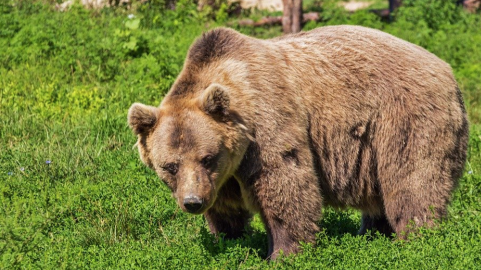 Ariège : un chasseur grièvement blessé par une ourse, l'animal abattu