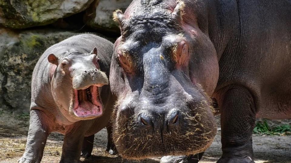 Anvers : deux hippopotames du zoo de la ville testés positifs au Covid-19
