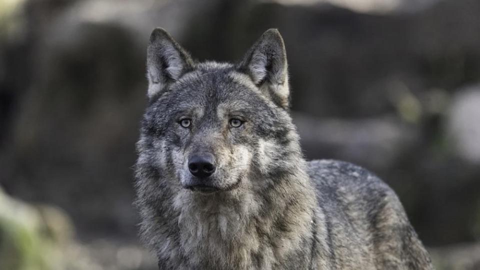 Marseille : la présence de deux loups confirmée dans le parc national des Calanques