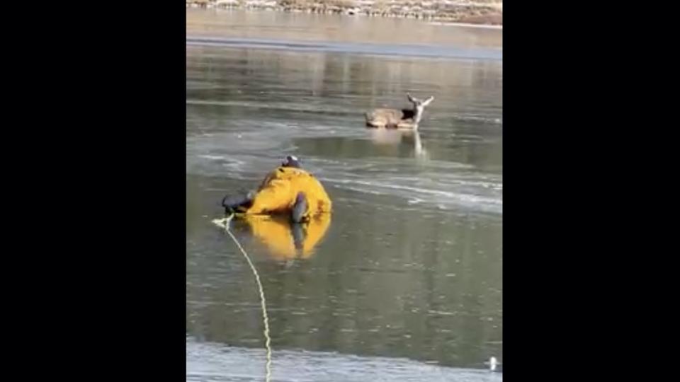 Vidéo : des pompiers sauvent un chevreuil bloqué dans un lac gelé