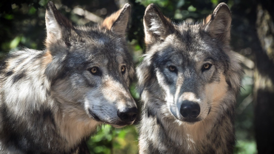 Tarn : un zoo ferme ses portes au public après la fuite d'une meute de loups