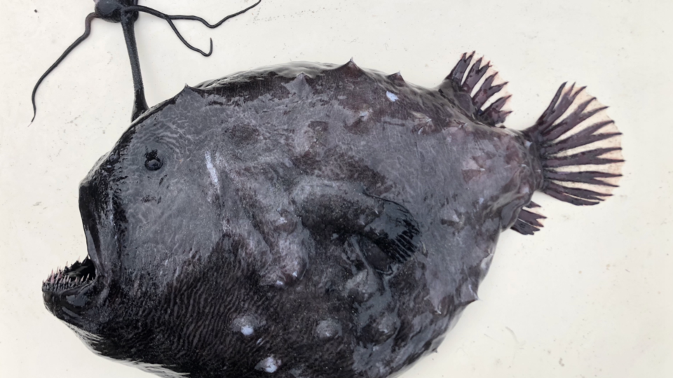 Un poisson extrêmement rare retrouvé sur une plage californienne