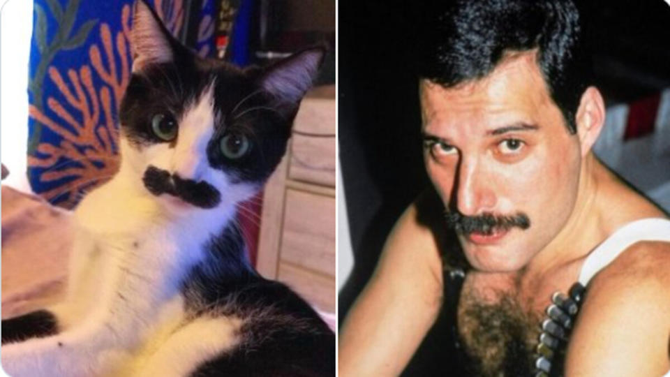La ressemblance frappante de ce chat avec Freddie Mercury fait fondre le Web