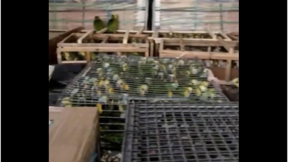 Argentine : La police découvre plus de 500 perroquets dans un camion (Vidéo)