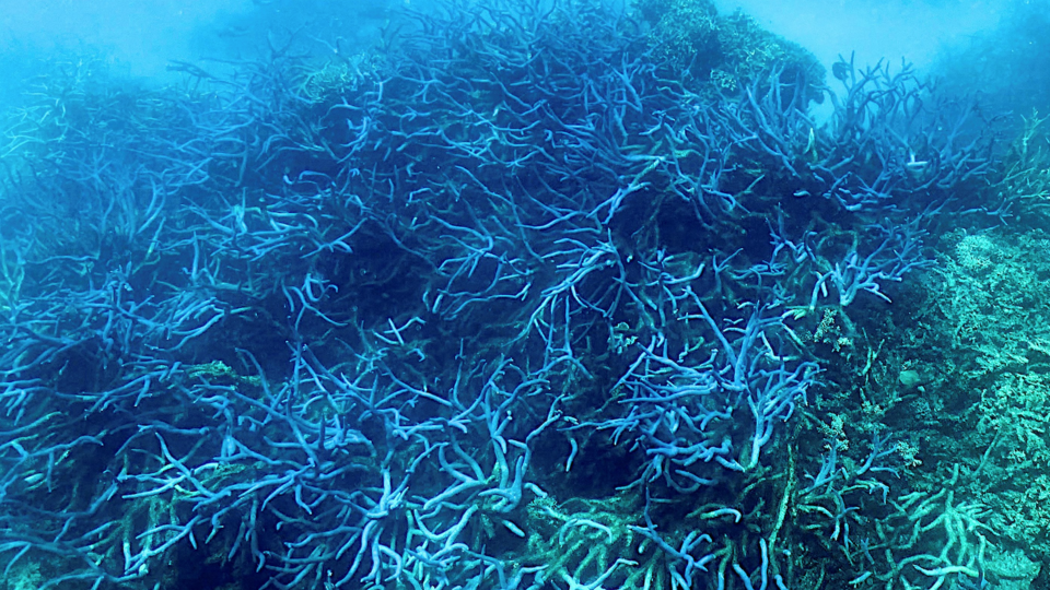Australie : la Grande Barrière de corail victime d'un «vaste blanchissement»