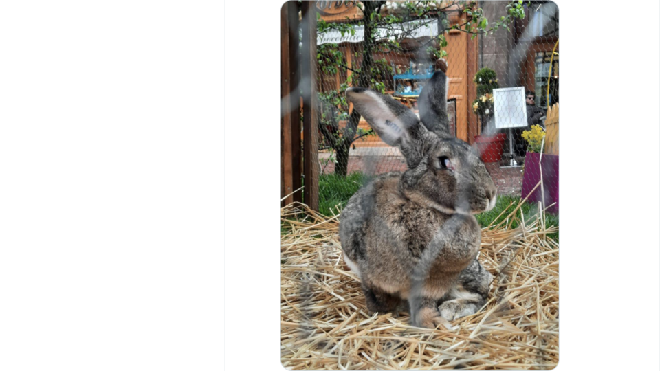 Pâques: Qui a volé Schmoutzi, lapin géant, vedette du marché de Colmar ?