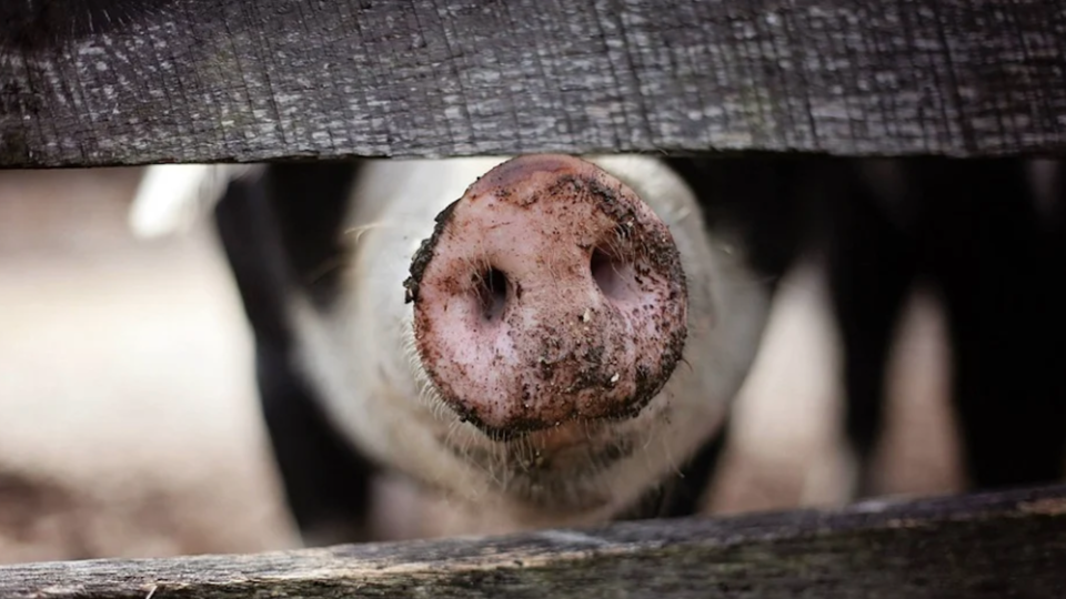 Deux cas de peste porcine à Rome : un millier de porcs seront abattus