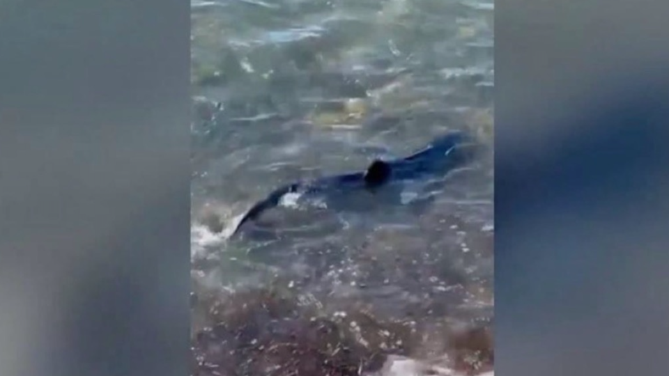 Var : le requin bleu, aperçu à Hyères, retrouvé mort ce samedi