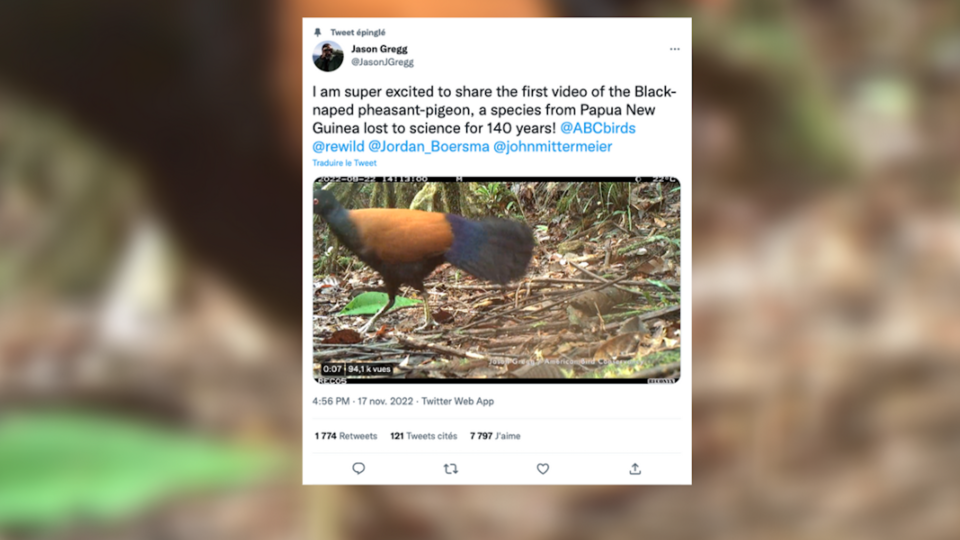 Papouasie-Nouvelle-Guinée : le pigeon-faisan, considéré comme disparu depuis 140 ans, réapparaît sur l'île de Ferguson