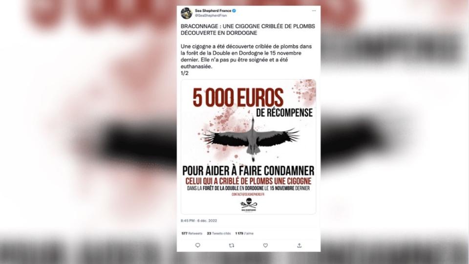 Dordogne : l'ONG Sea Shepherd promet une récompense de 5.000 euros pour trouver qui a tiré sur une cigogne