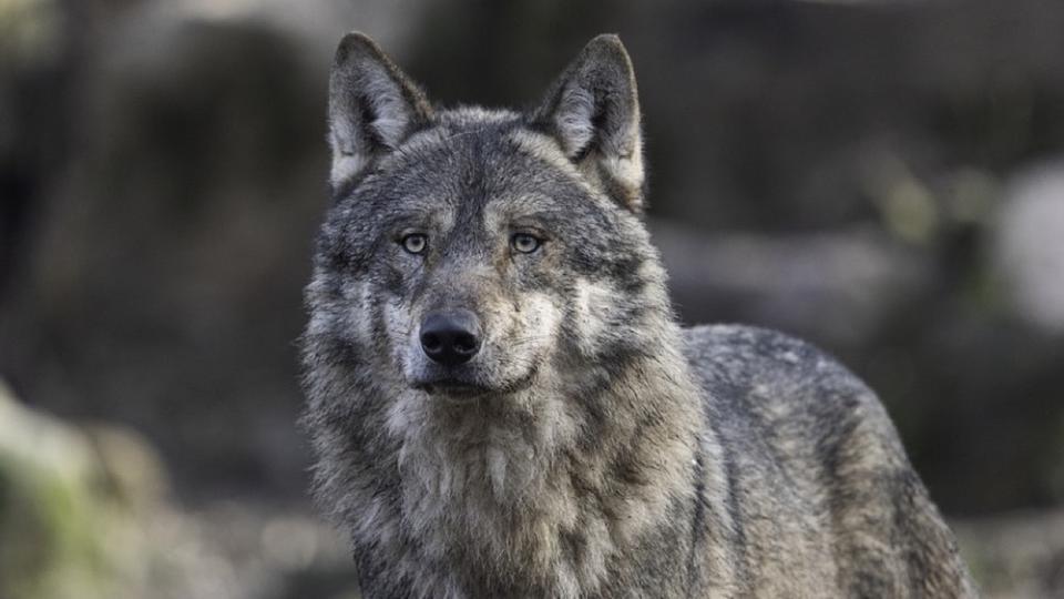 Côtes-d'Armor : un loup aperçu près de Lannion, une première depuis un siècle