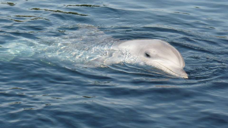 Charente-Maritime : une dizaine de dauphins retrouvés échoués en une seule journée