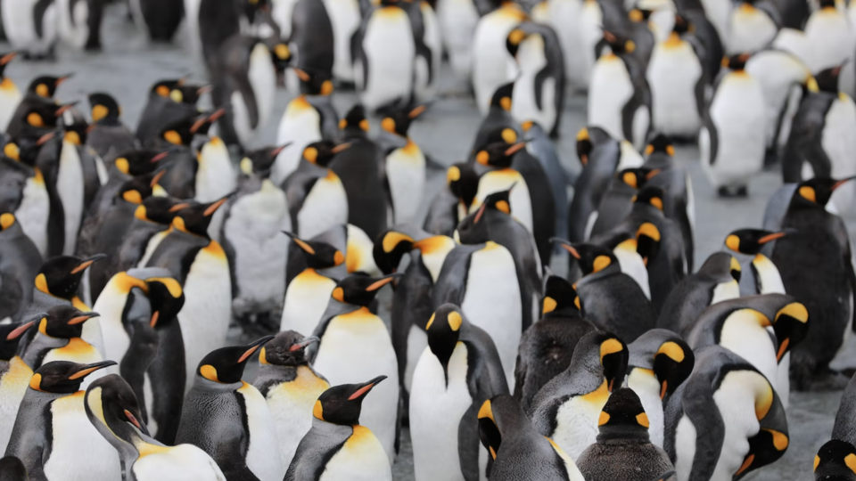 Biodiversité : une nouvelle colonie de manchots découverte en Antarctique