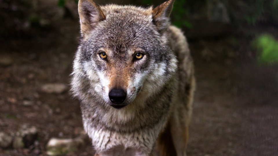 Seine-et-Marne : l'animal percuté près de la forêt de Fontainebleau était bien un loup