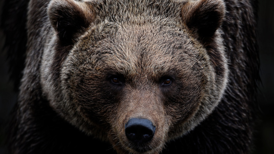 Etats-Unis : un ours prend des centaines de selfies avec la caméra de surveillance d'un parc