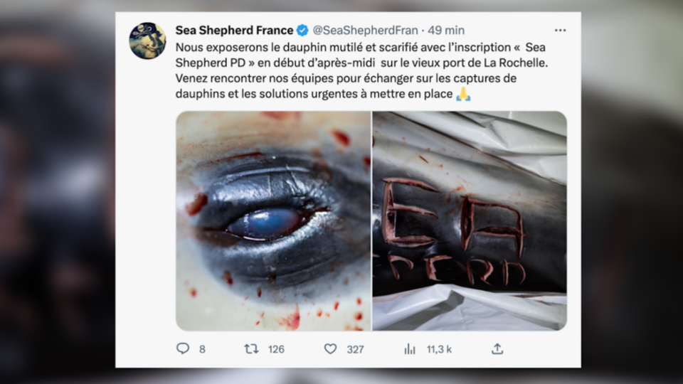Golfe de Gascogne : l'ONG Sea Shepherd porte plainte contre X après la découverte d'un dauphin mutilé