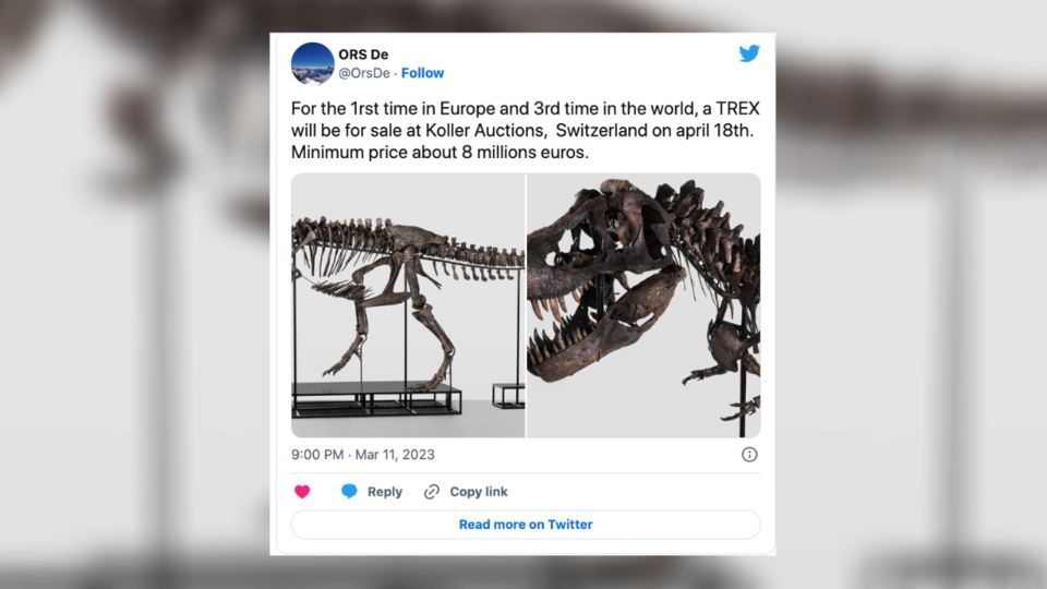 Suisse : «Trinity», un tyrannosaure rex estimé entre 6 et 8 millions d'euros, bientôt vendu aux enchères
