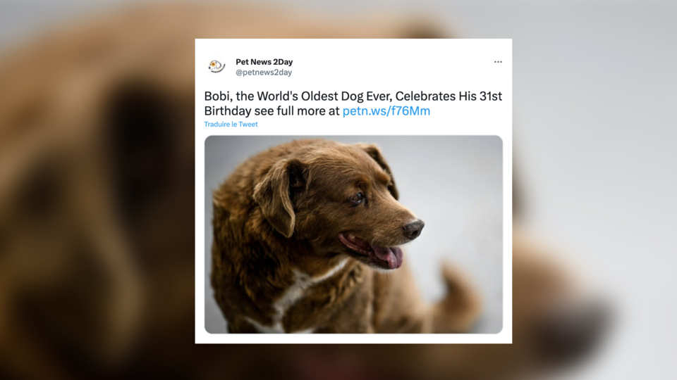 Bobi, le plus vieux chien du monde a fêté ses 31 ans