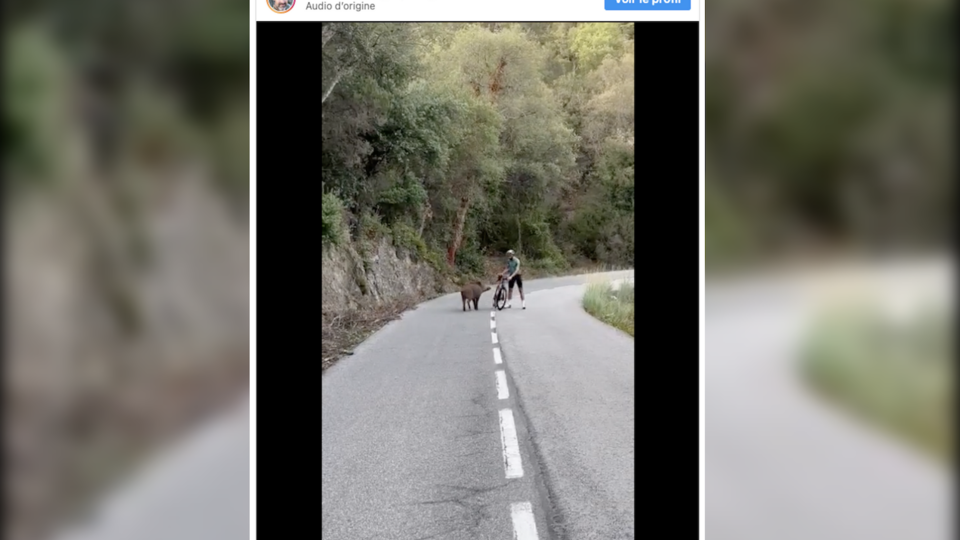 Vidéo : un sanglier se prend d'amitié pour un cycliste sur une route en Espagne