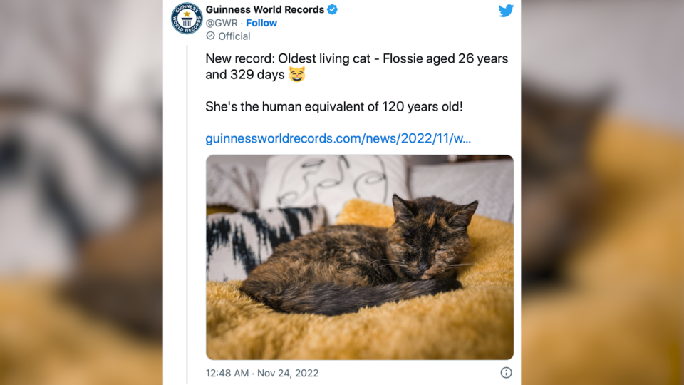 Record : Flossie, bientôt 27 ans, devient le plus vieux chat du monde