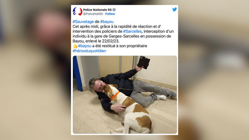 Paris : volé il y a plus d'un mois en pleine rue, le chien Bayou a finalement été retrouvé