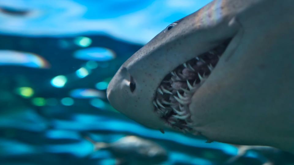 La photo d'un grand requin blanc avec une énorme morsure intrigue les internautes