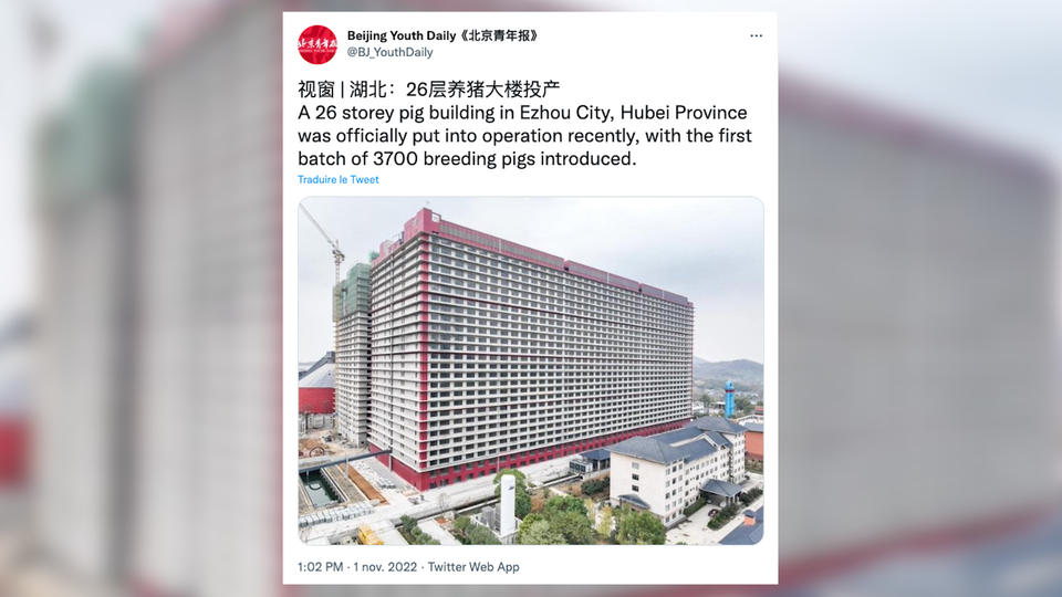 Chine : le plus grand «hôtel» à cochons du monde a ouvert ses portes (vidéo)