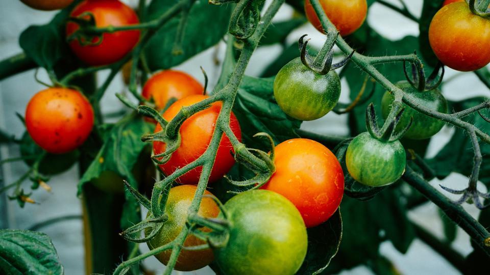 Royaume-Uni : des tomates génétiquement modifiées contenant autant de provitamine D3 que deux oeufs