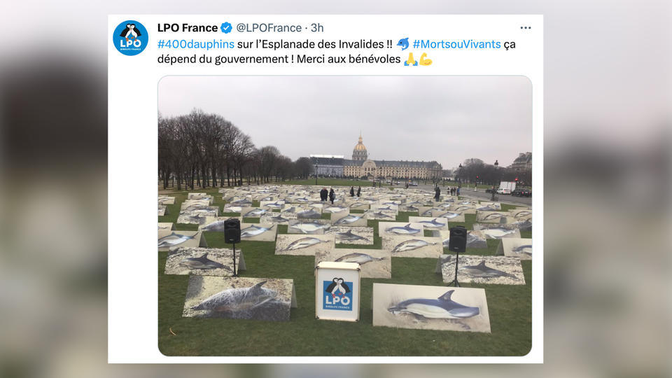 Paris : 400 photos de dauphins exposées aux Invalides pour dénoncer le «massacre du Golfe de Gascogne»