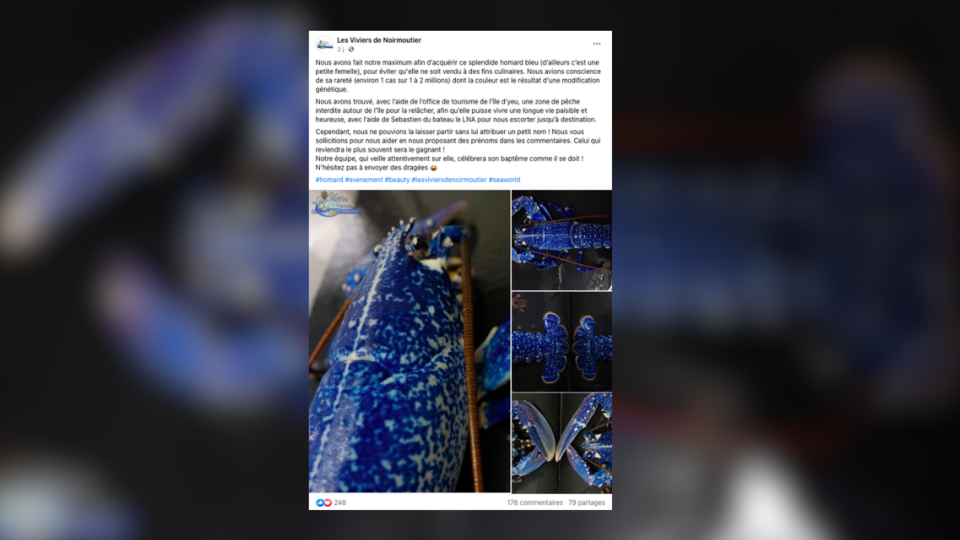 Vendu dans une criée, un homard bleu électrique extrêmement rare va être relâché en mer