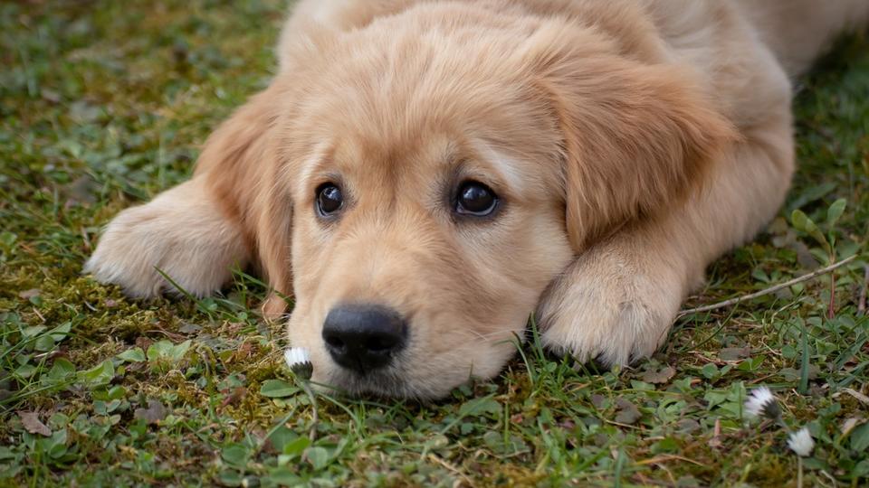 Ces 10 signes qui prouvent que votre chien vous aime
