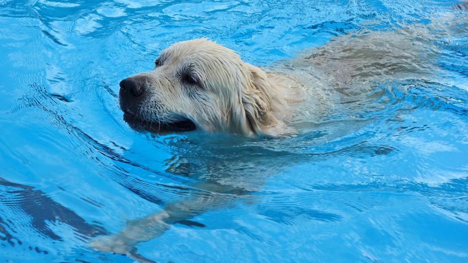 «Mouille tes pattes» : une piscine pour chiens vient d'ouvrir près de Bordeaux