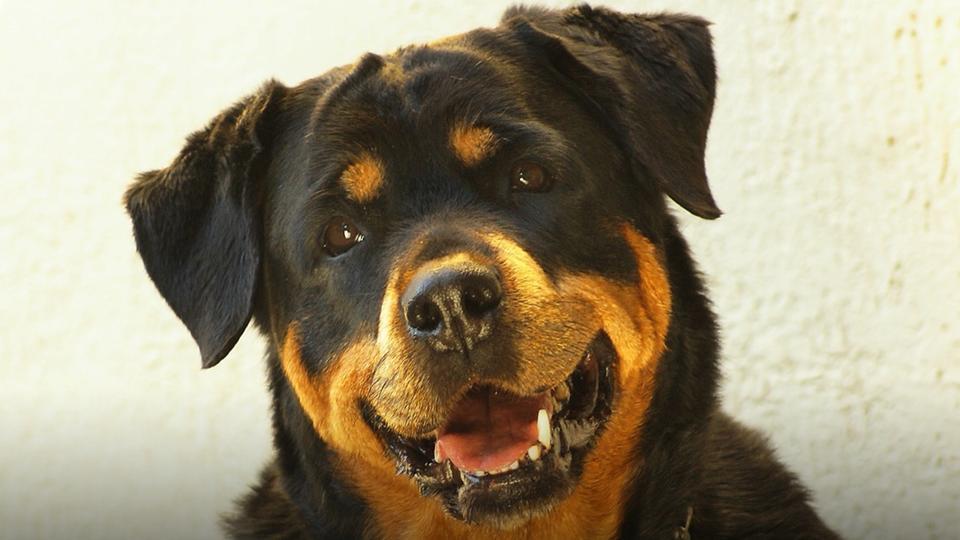 Côtes-d'Armor : excédé par les aboiements du Rottweiler de son voisin, il le poignarde à 9 reprises et blesse son propriétaire