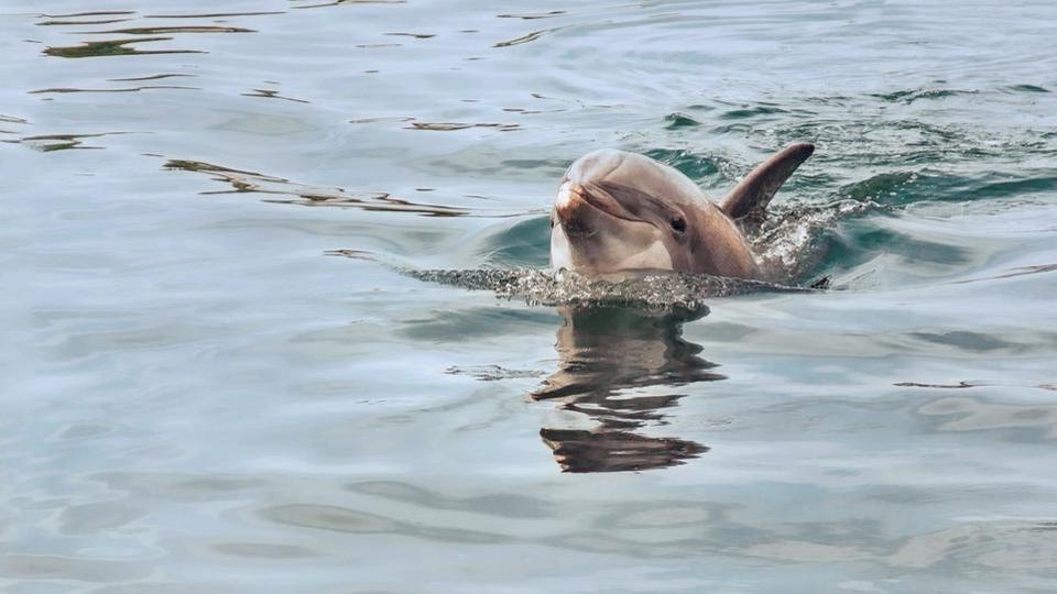 Sea Shepherd porte plainte après la découverte d'un dauphin éventré au large de l'île d'Oléron