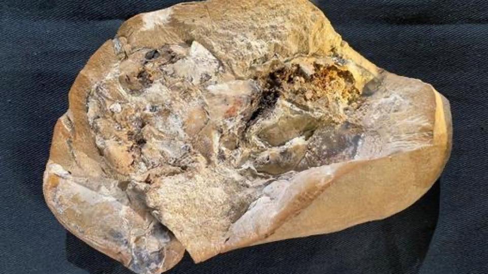Australie : découverte d'un coeur fossilisé vieux de 380 millions d'années