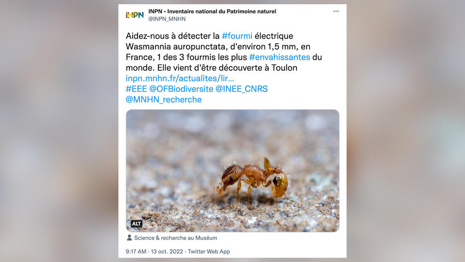 Environnement : tout savoir sur la «fourmi électrique», espèce envahissante et dangereuse, détectée pour la première fois en France