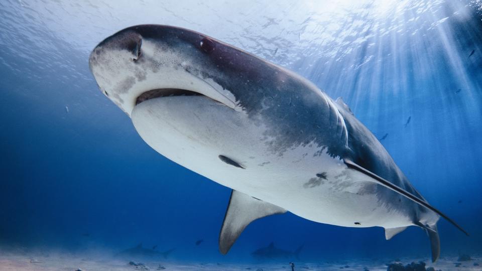 Attaque de requins : pourquoi de plus en plus de squales sont-ils aperçus près des côtes françaises ?