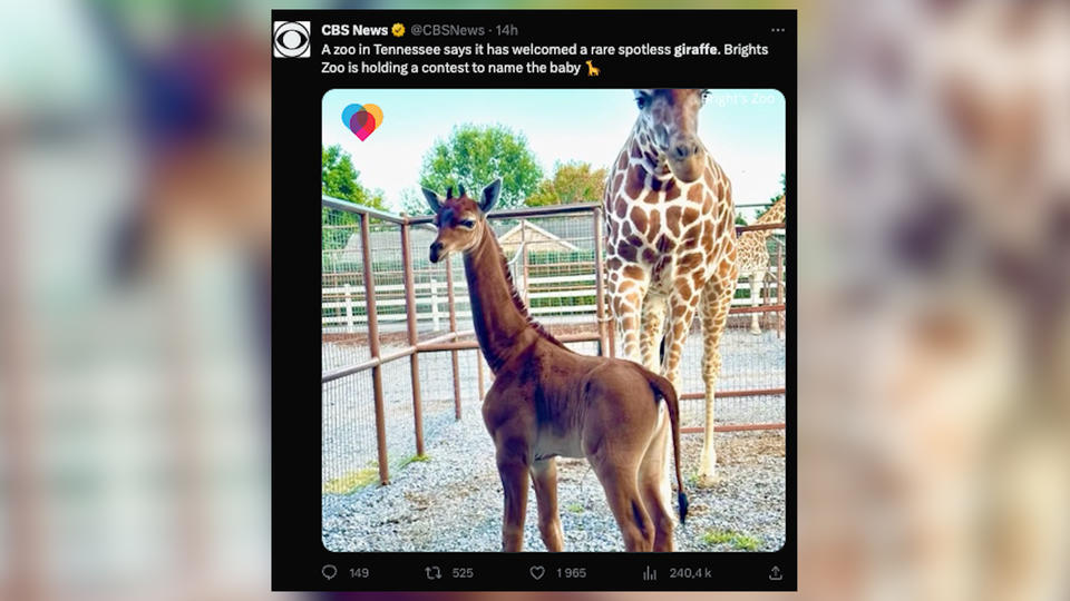 Une girafe sans tache naît dans un zoo, une première mondiale