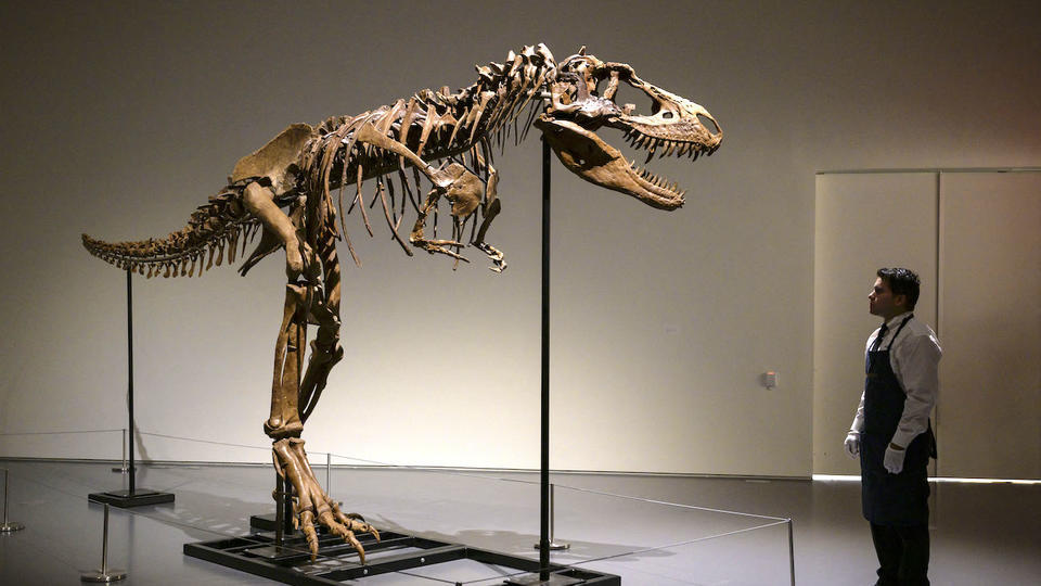 Dinosaures : un squelette rare de Gorgosaurus bientôt aux enchères