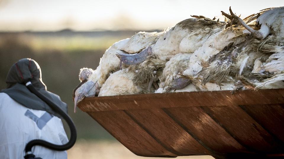 Grippe aviaire : un rare cas de transmission de l'oiseau à l'humain détecté en Angleterre