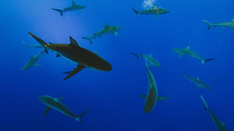 Attaques de requins : voici les 5 zones les plus dangereuses au monde