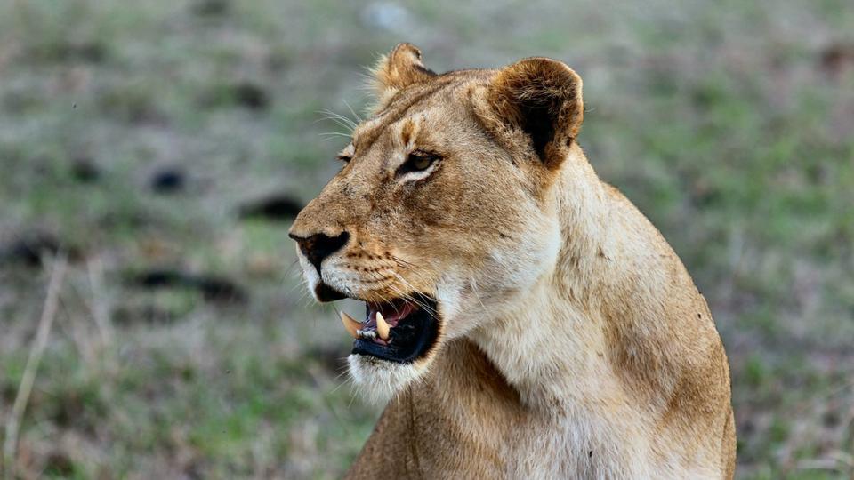 Allemagne : l'alerte à la lionne à Berlin est terminée, l'animal pourrait finalement être un sanglier