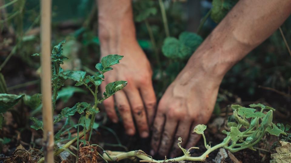 Rennes : un jardinier atteint de Parkinson reconnu victime des pesticides