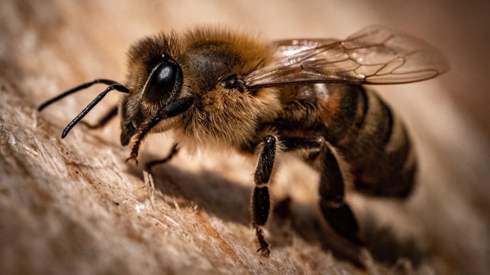 États-Unis : un homme dans le coma après avoir été piqué 20.000 fois par des abeilles tueuses