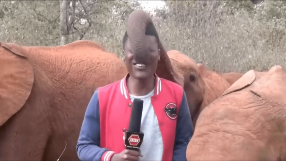 Insolite : un journaliste kényan déstabilisé par un éléphanteau lors d'un reportage (vidéo)