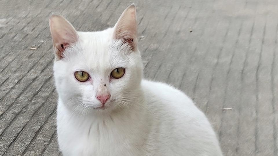 Voici les 5 races de chats les plus rares au monde