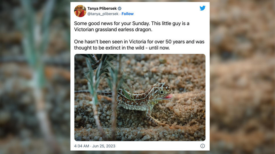 Australie : un reptile menacé aperçu pour la première fois depuis 50 ans