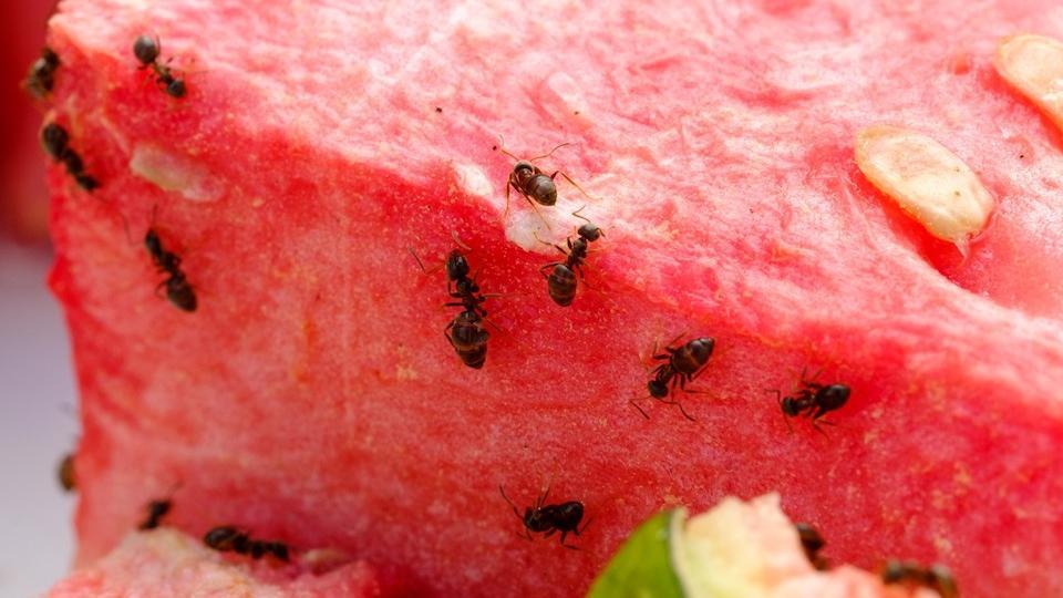Voici 6 astuces naturelles pour éloigner les fourmis de sa maison