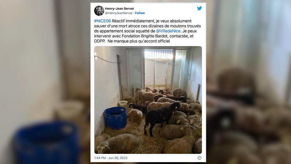 Nice : 40 moutons découverts dans un abattoir clandestin installé dans un appartement