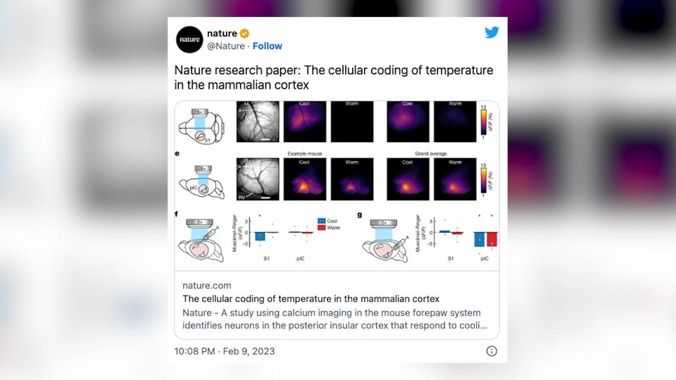 Science : voici comment notre cerveau fait la différence entre le chaud et le froid
